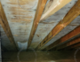 Attic Mold