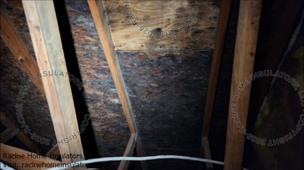 Attic Mold